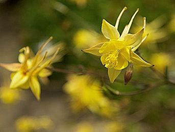 《三角洲行动》“黑鹰坠落”战役单人模式正在开发中
